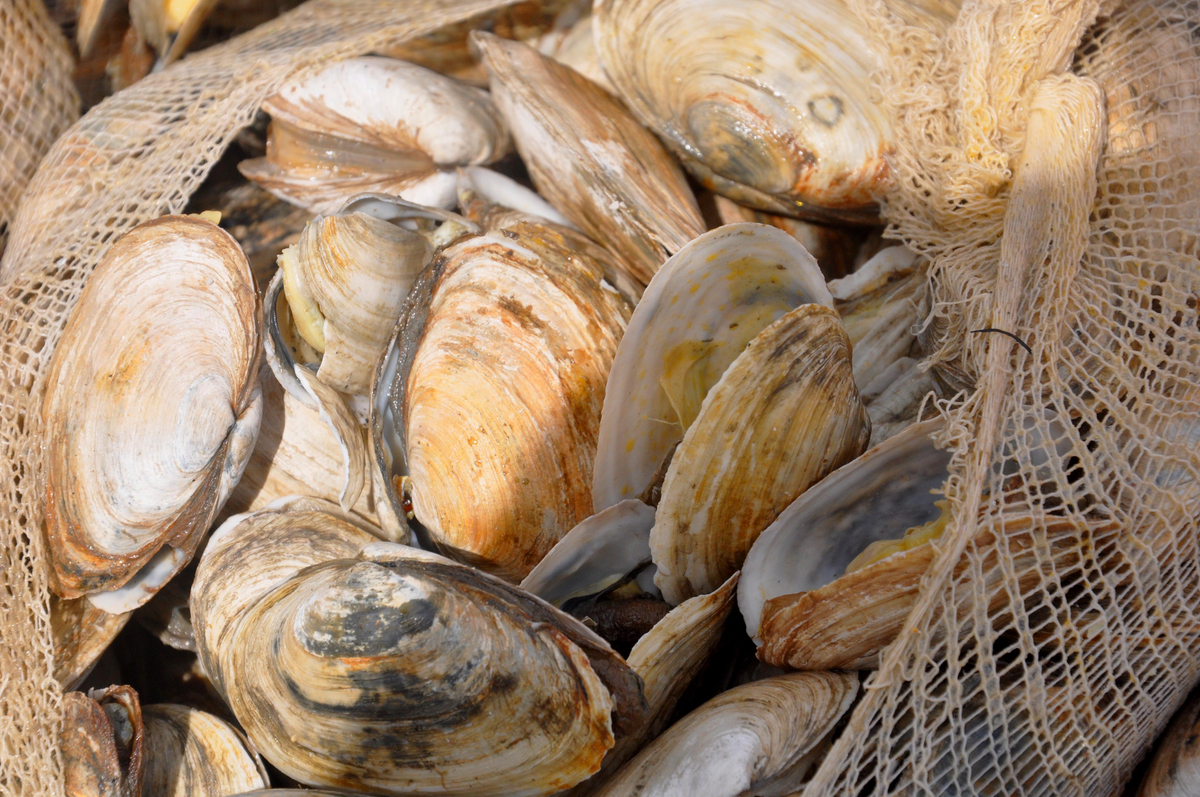 History of Chowder The Foodie Pilgrim