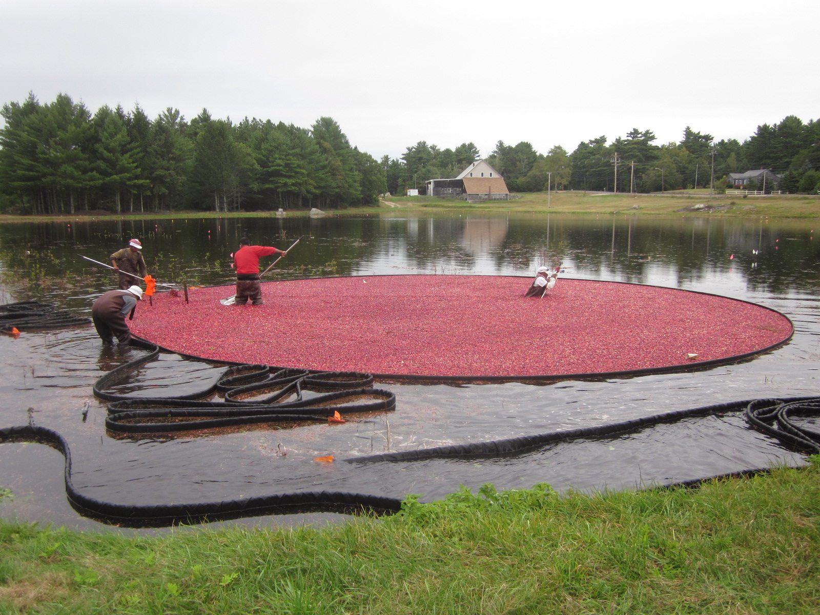 Cranberry Harvest Time in SE Mass The Foodie Pilgrim