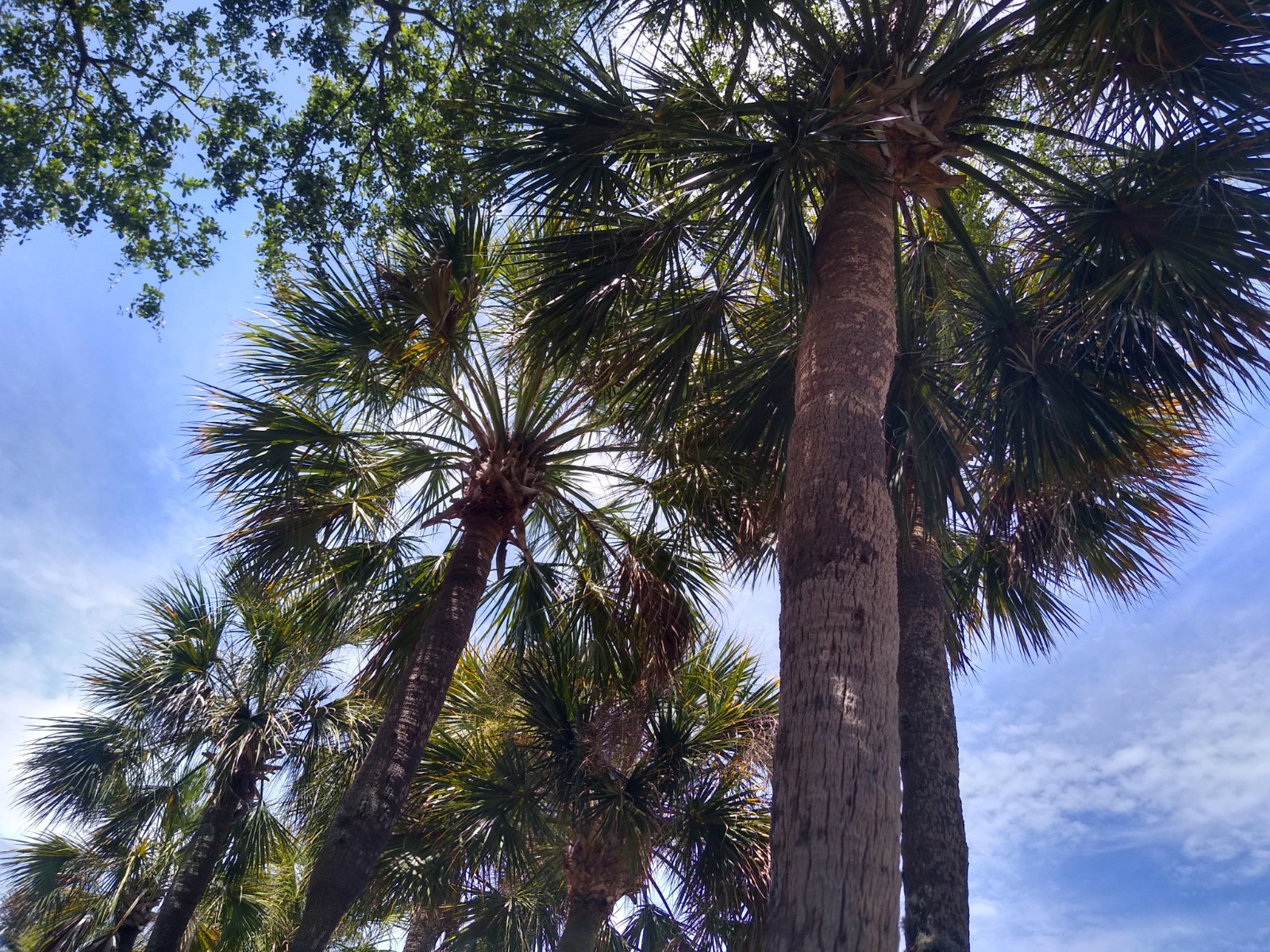 First Florida Palms