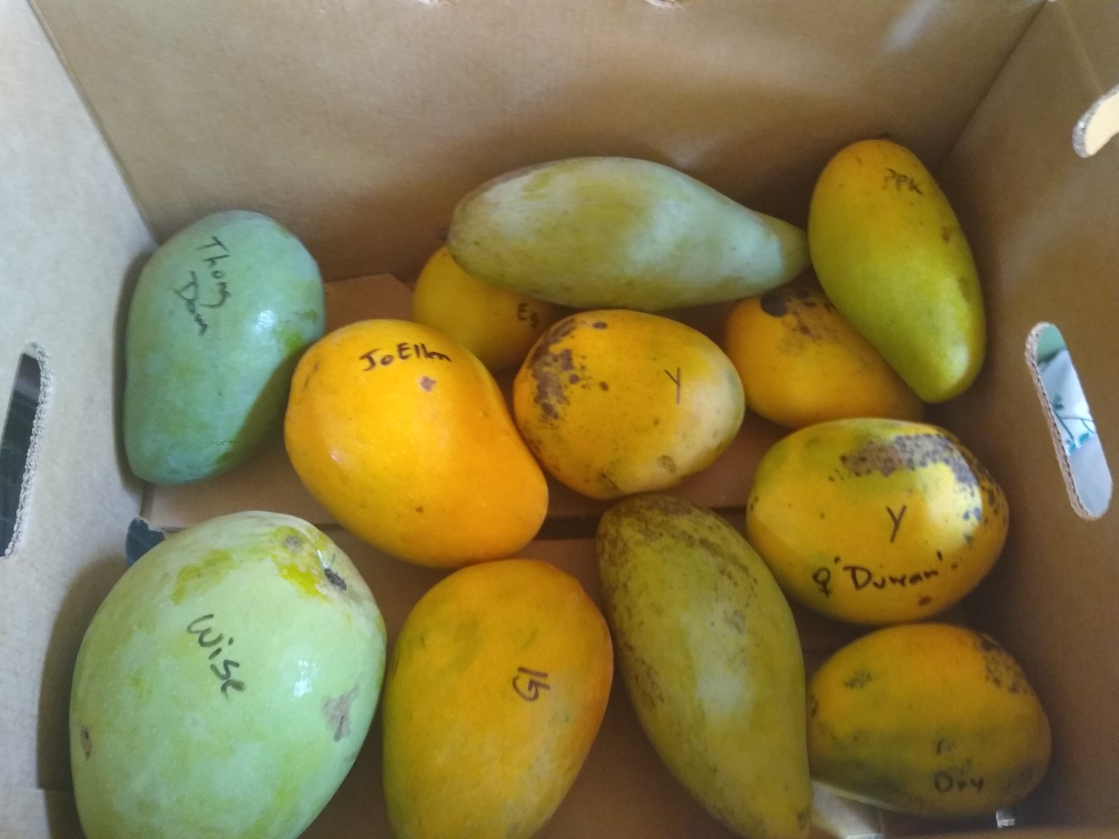 Box of unique mangoes