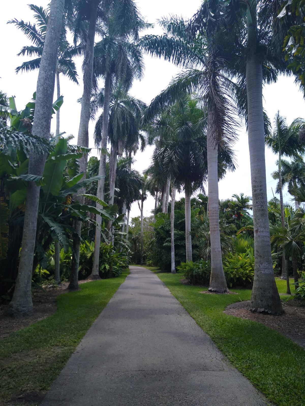 Palm Alley