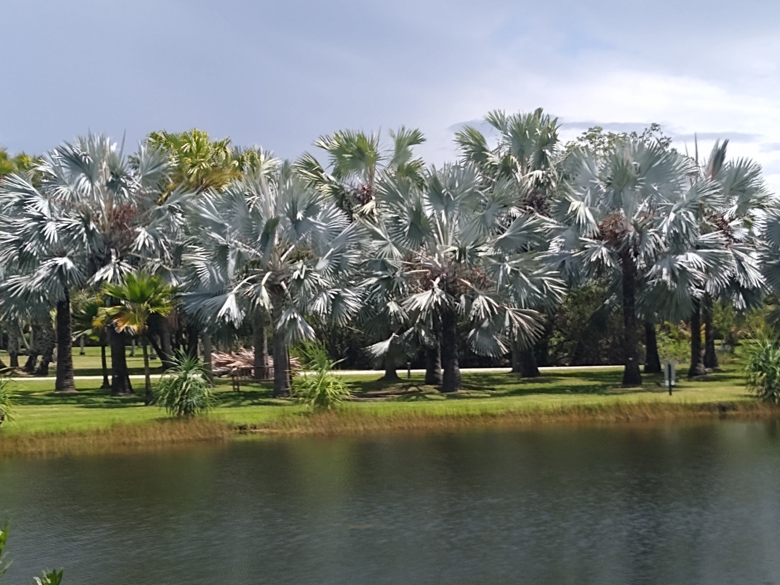 Silver Palms