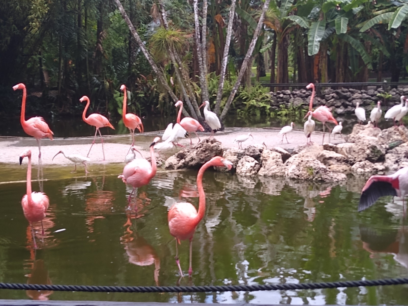 Flamingo Gardens