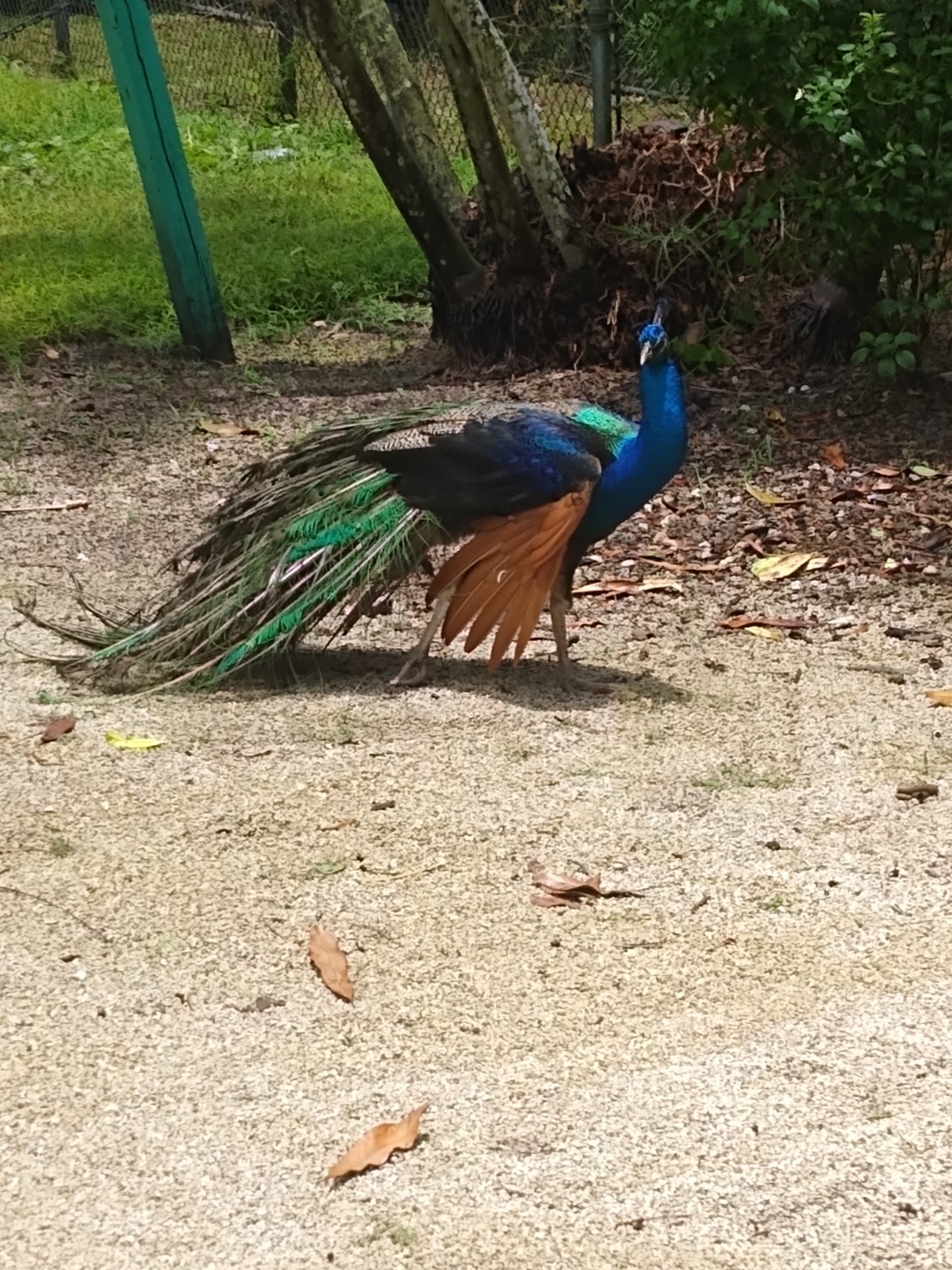 Peacock at Flamingo Gardens