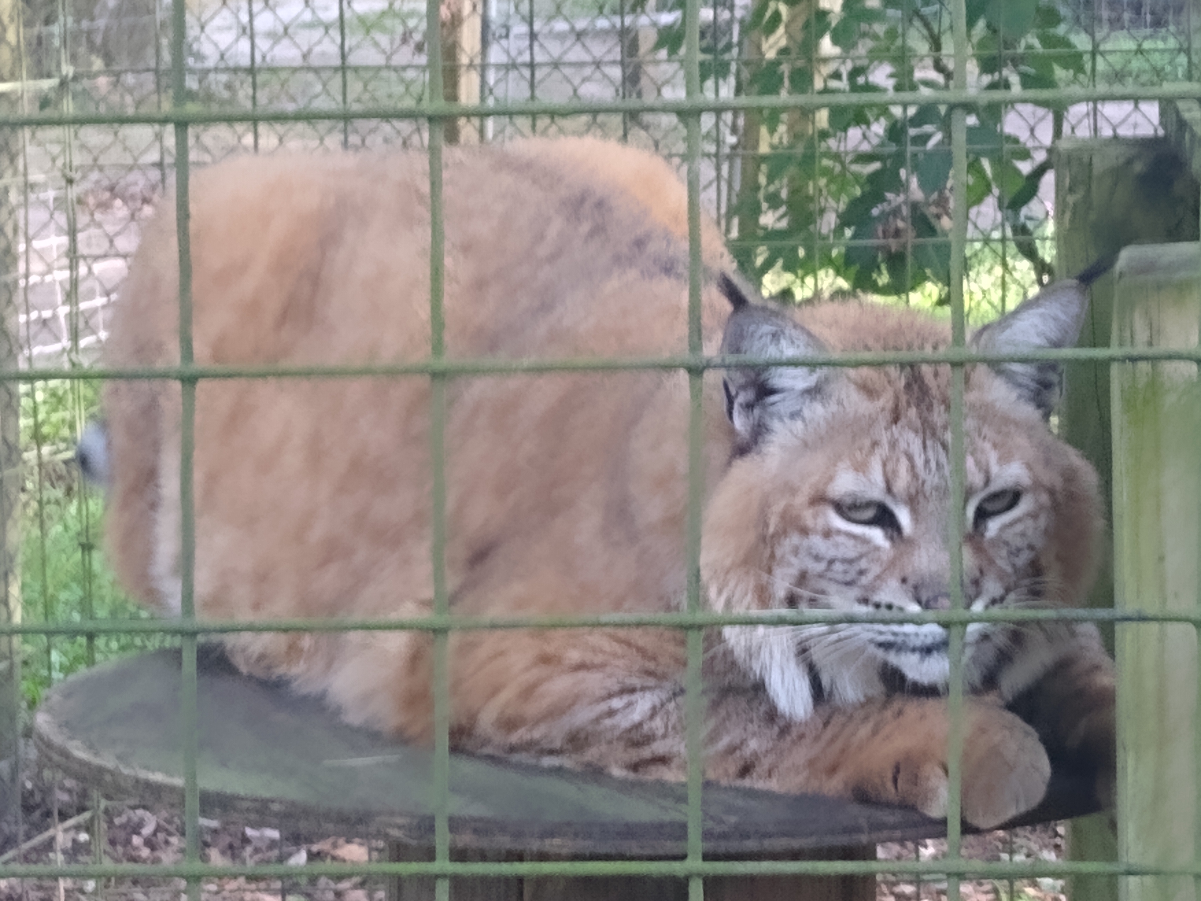 Bobcat