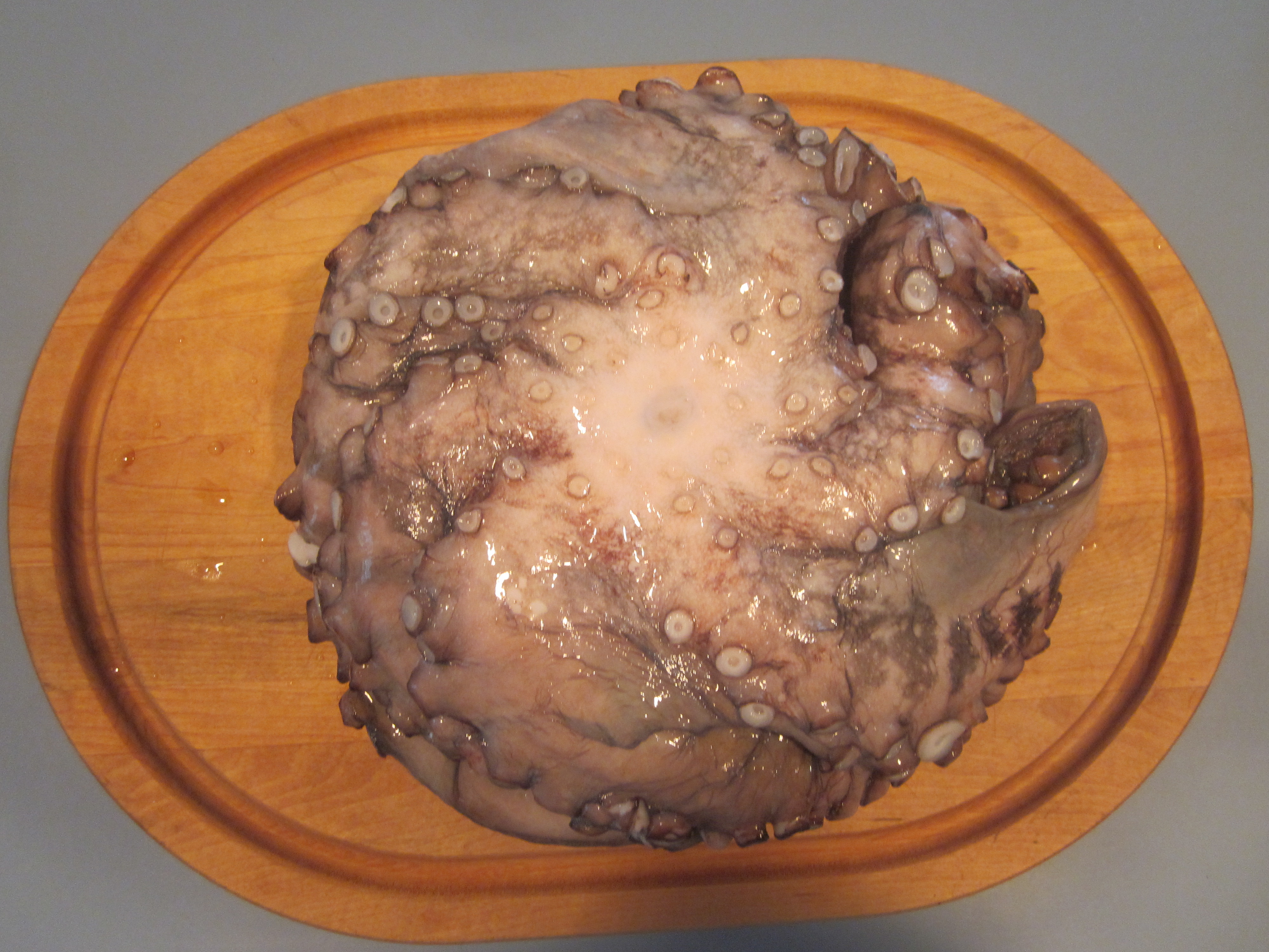 a large octopus thawing