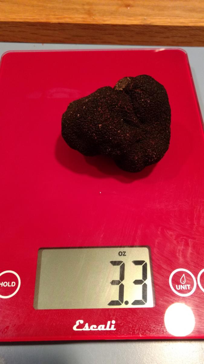 a large black truffle (Tuber melanosporum)