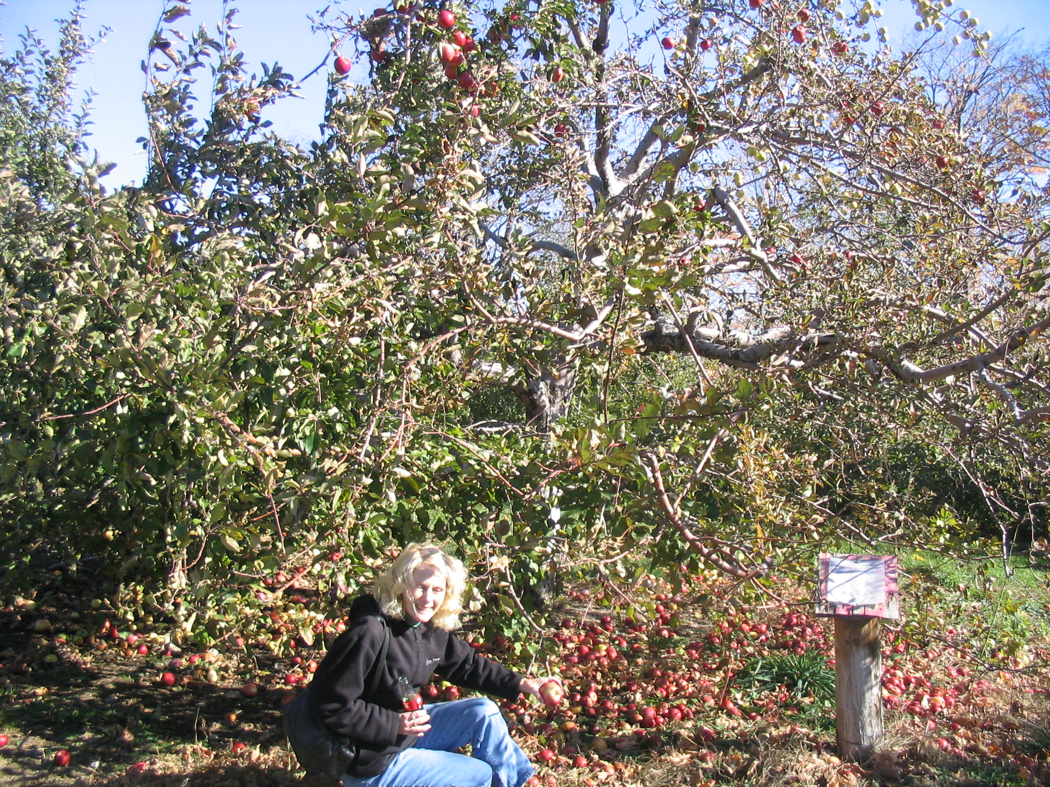 Lorna at apple harvest