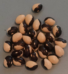 Calypso Beans