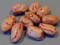 Cranberry Beans