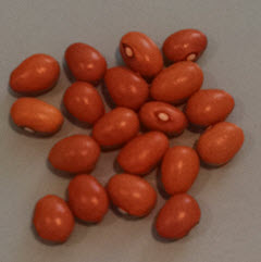 Marifax Beans