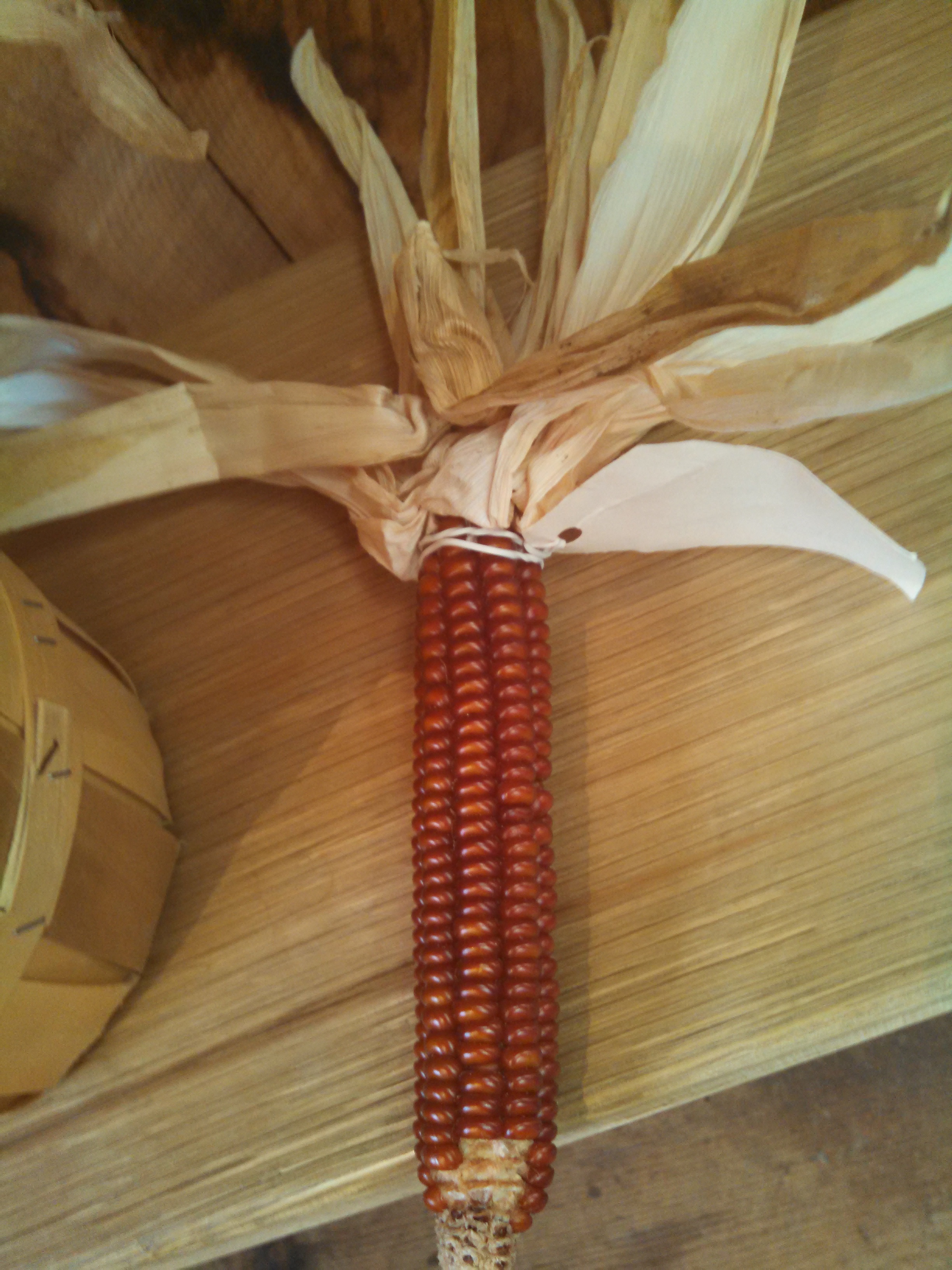 Flint Corn, of the variety Floriani Red