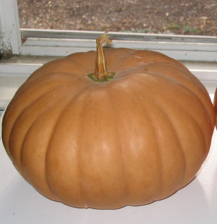 Long Island Cheese Pumpkin