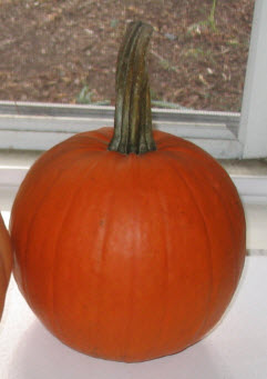 A Sugar Pumpkin