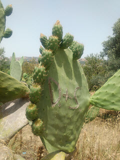 cactus in Agrigento