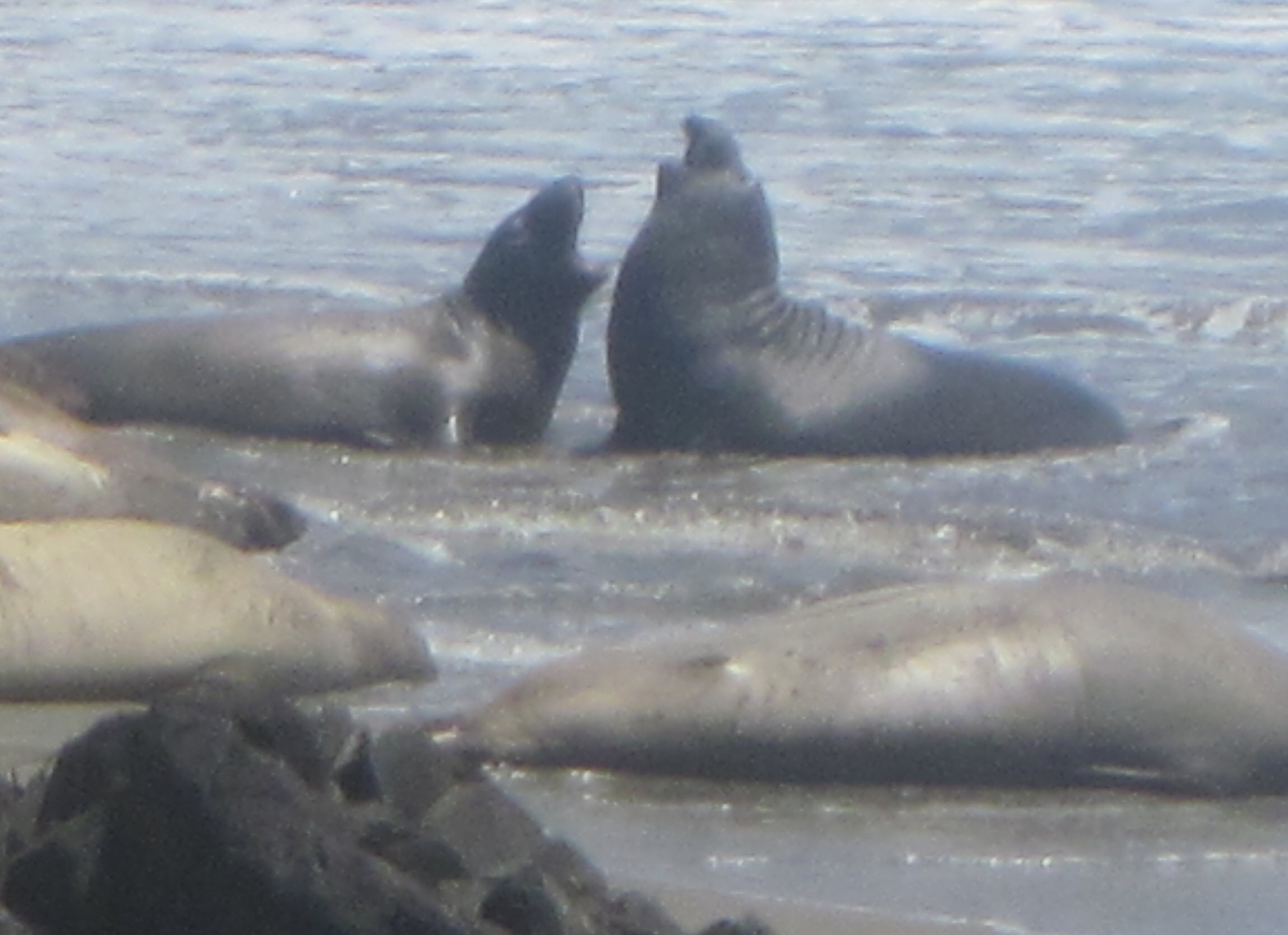 Elephant Seal dispute