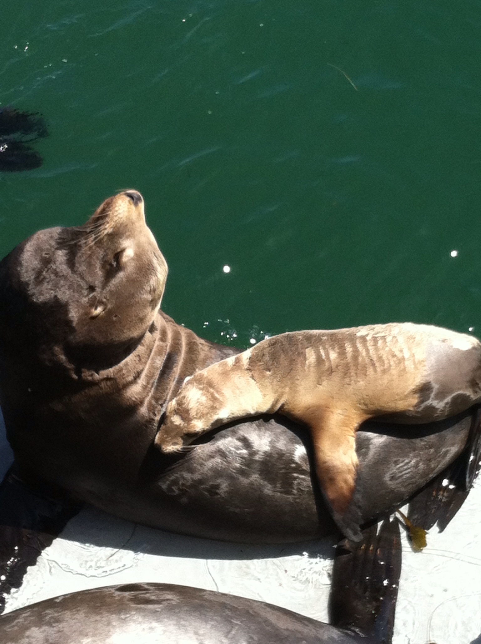 Mama seal and baby beneath the Santa Cruz long pier