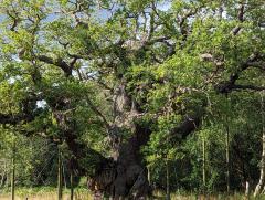 "The Major Oak"