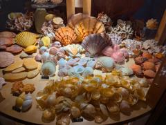 "Shells in the collection at the Museo Navale"