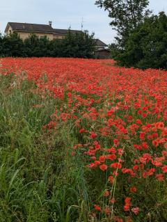 "Poppies"