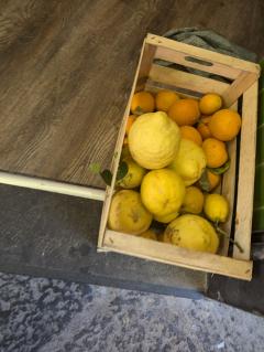 "citrons and lemons"