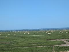 "Breton sheep"
